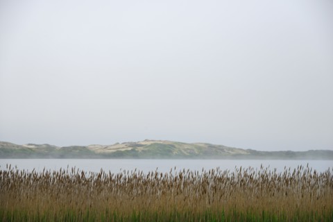 Massachusetts, Cape Cod, Truro, Foggy seascape with reeds