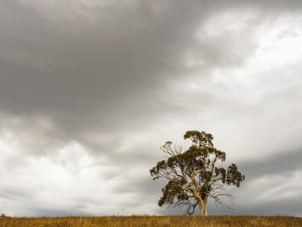 Australia, Tree against overcast sky