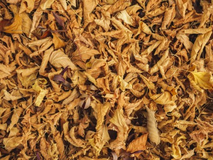 Overhead view of autumn leaves