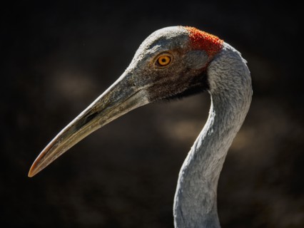 Side view portrait of brolga (Grus rubicunda)