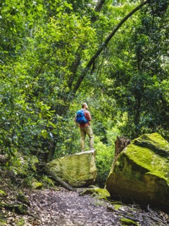 Australia, New South Wales, Katoomba, Rear view of mid adult man standing on rock in forest