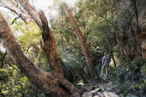 Australia, New South Wales, Blue Mountains National Park, Mature woman walking through mountain rainforest