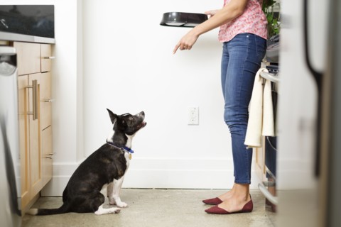Woman feeding dog in kitchen.