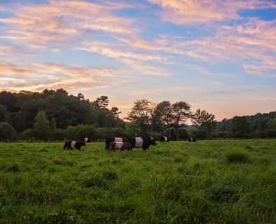 USA, Maine, Rockport, Cows grazing in pasture at sunset