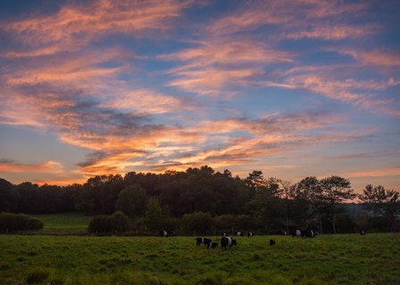 USA, Maine, Rockport, Cows grazing in pasture at sunset