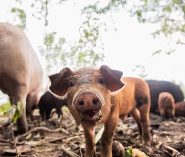 USA, Maine, Knox, Piglet looking at camera