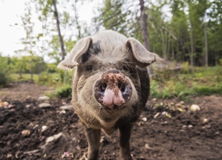 USA, Maine, Knox, Pig looking at camera
