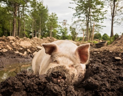 USA, Maine, Knox, Pig lying in mud
