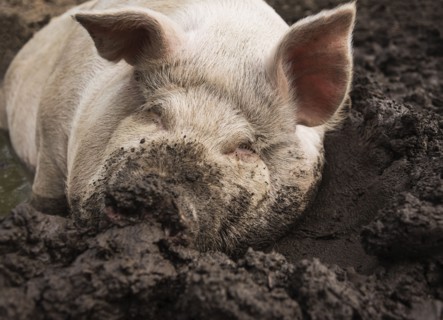 USA, Maine, Knox, Pig lying in mud