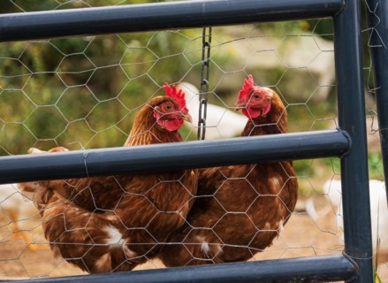 USA, Maine, Knox, Two chickens standing behind fence