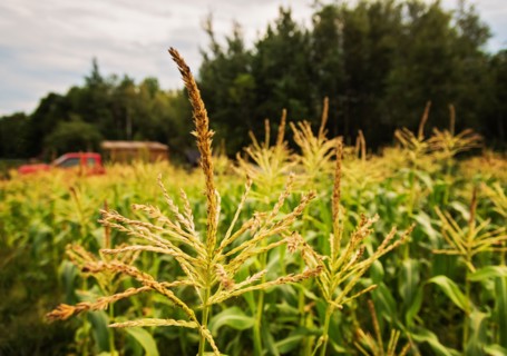 USA, Maine, Knox, Corn growing in field
