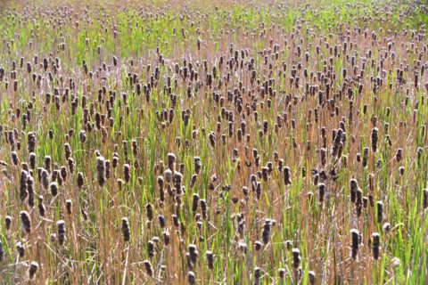 Cattails growing in sunlight