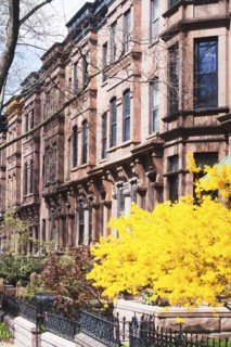 USA, New York State, New York City, Brooklyn, Facade of townhouses and yellow tree in bloom