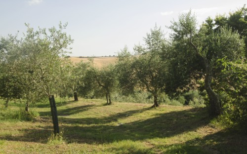 Italy, Tuscany, Pienza, Olive tree in field