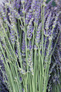 Purple flowers