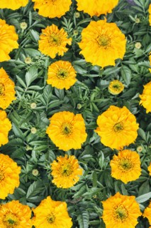 Blossom of orange flower
