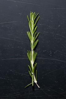 Green and fresh rosemary