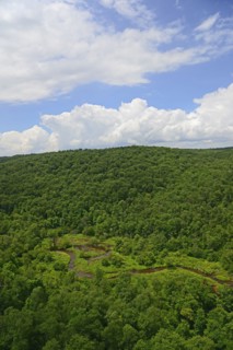 USA, Pennsylvania, Allegheny National Forest with narrow stream