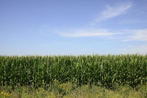 USA, Iowa, Cornfield along Route 30