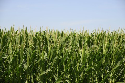 USA, Iowa, Cornfield along Route 30 in close-up