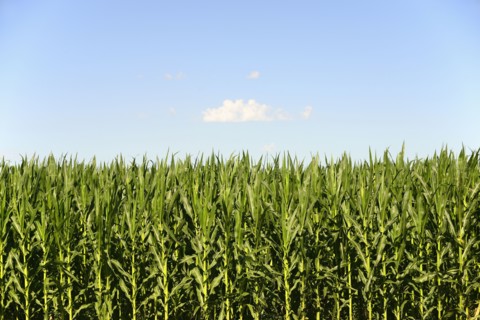 USA, Nebraska, Corn growing along Route 20
