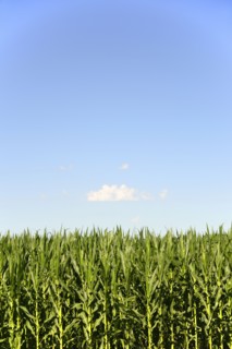 USA, Nebraska, Corn growing along Route 20