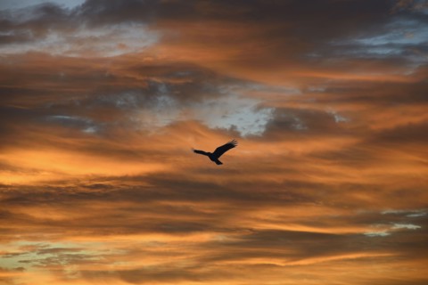 Silhouette of bird against colorful sky