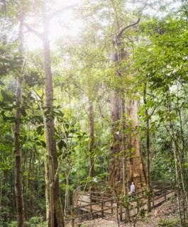 Australia, New South Wales, Port Macquarie, Mature woman in forest