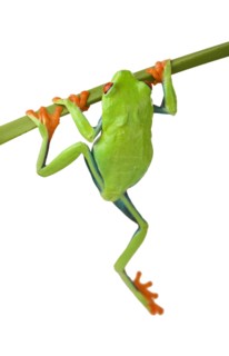 Tree frog hanging from branch.