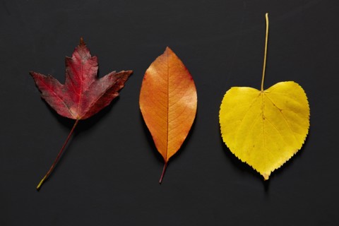 Autumn Leaves