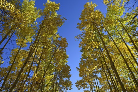 USA, Colorado, Kenosha Pass, Low angle view of autumn aspen trees against blue sky