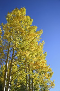 USA, Colorado, Kenosha Pass, Low angle view of autumn aspen trees against blue sky