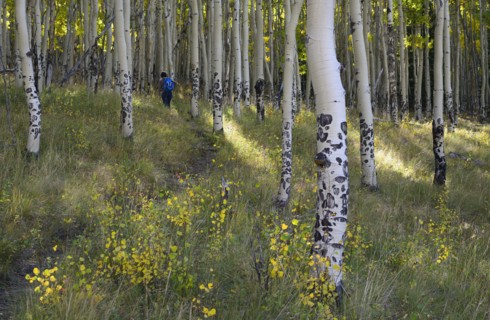 USA, Colorado, Kenosha Pass, Hiker walking in forest