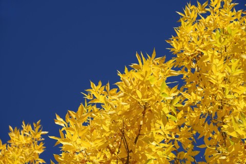 Low angle view of autumn tree branch against sky
