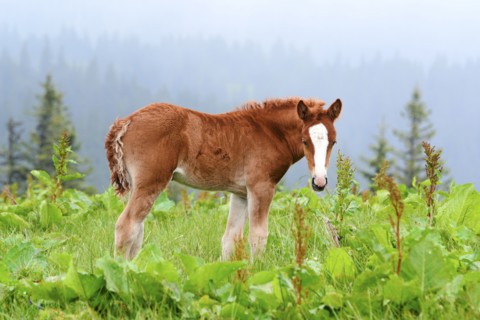 Ukraine, Ivano-Frankivsk region, Verkhovyna district, Carpathians, Chernohora, Young horse in mountain pasture
