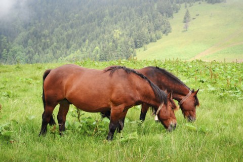 Ukraine, Ivano-Frankivsk region, Verkhovyna district, Carpathians, Chernohora, Horses in mountain pasture