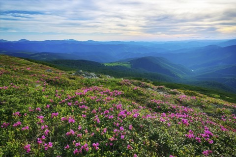 Ukraine, Ivano-Frankivsk region, Verkhovyna district, Carpathians, Chernohora, Pink flowers in mountain landscape