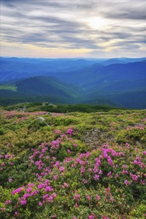 Ukraine, Ivano-Frankivsk region, Verkhovyna district, Carpathians, Chernohora, Pink flowers in mountain landscape