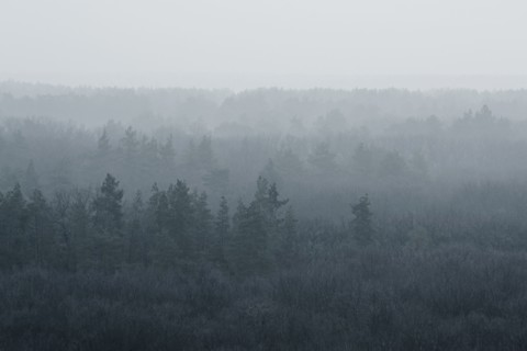 Ukraine, Dnepropetrovsk region, Novomoskovsk district, Forest covered in fog
