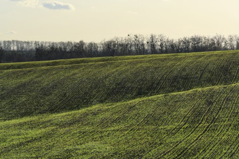 Ukraine, Dnepropetrovsk region, Novomoskovsk district, Green fields