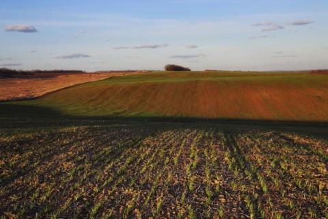 Ukraine, Dnepropetrovsk region, Novomoskovsk district, Plants growing in field