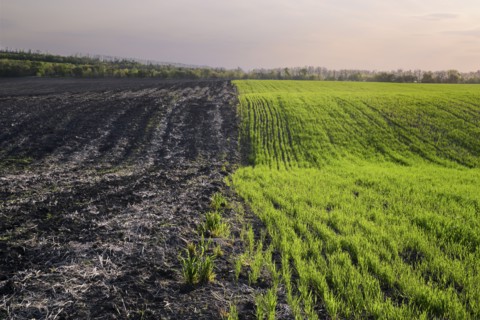 Ukraine, Dnepropetrovsk region, Novomoskovsk district, Agricultural fields