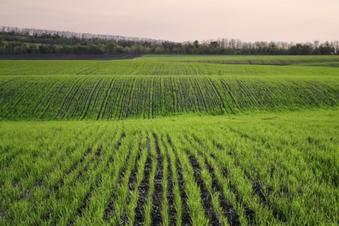 Ukraine, Dnepropetrovsk region, Novomoskovsk district, Plants growing in field