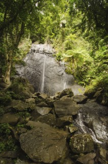 Puerto Rico,  El Yunque National Forest, Coca Falls in forest