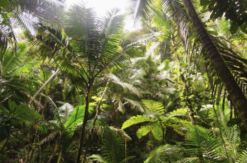 Puerto Rico,  El Yunque National Forest,  Green plants