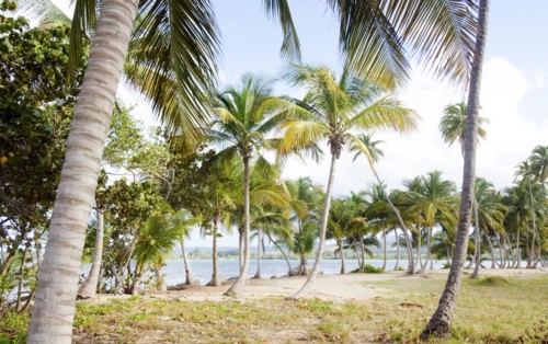 Puerto Rico, Rio Grande, Palm trees on beach