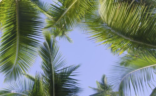 Puerto Rico. Palm leaves against blue sky