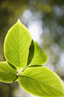 Close up of Japanese Stewartia leaf