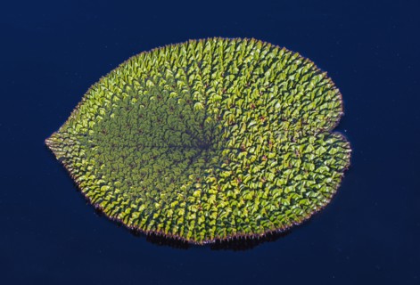 Leaf of prickly water lily (Euryale ferox) on water