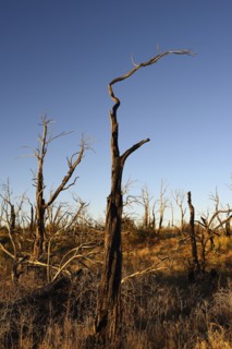 USA, Colorado, Burnt trees on Wetherill Mesa in Mesa Verde National Park